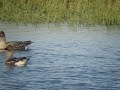 Pink-footed Goose - Anser brachyrhynchus