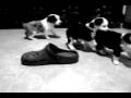 videos de Austrailian Croc Wrestlers