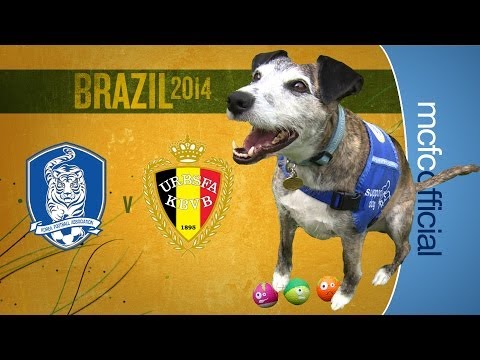 DOUGIE THE DOG | World Cup Predictions South Korea v Belgium DOUGIE THE DOG | World Cup Predictions South Korea v Belgium
