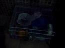  hamster