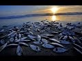MILLIONS OF DEAD FISH FOUND COVERING ...