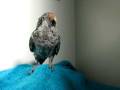 videos de Blow Dry Your PARROT! Tycho the Quaker gets blow dried after his bath! (2)
