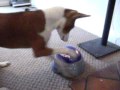 Basenji