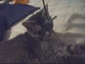 Megatron Likes Cats