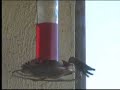 Hummingbirds on a windy day in San Francisco Hummingbirds on a windy day in San Francisco