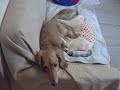 熟睡中