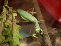 MANTIS RELIGIOSA VERSUS DRAGONFLY
