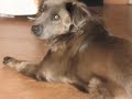 my dog elvis 2