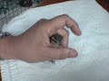 Sparrow Fledgling update Sparrow Fledgling update