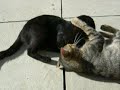 Gatti a Pietracavata