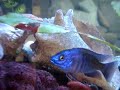 African Cichlids Lake Malawi & TANGANYIKAN @ chllin the hous African Cichlids Lake Malawi & TANGANYIKAN @ chllin the hous