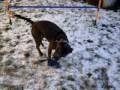 Bliss having fun in the snow- Jan 2008 Bliss having fun in the snow- Jan 2008