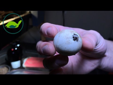 YouTube reptile video