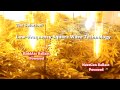 www.advancednutrients.com presents medical marijuana grow lighting square wave low frequency digital ballasts compared to high frequency digital ballasts for hydroponics medical marijuana grow lighting