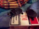 mr. turtle\