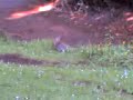 Rabbit In Botanic Gardens Belfast Rabbit In Botanic Gardens Belfast