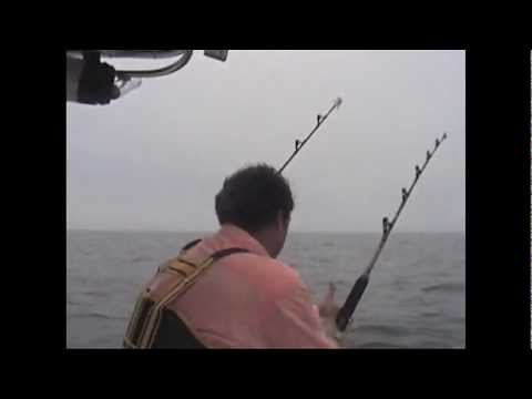 how to bleed southern bluefin tuna