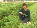 Organic No-Till Living Mulch Cover Crops: Weed Em and Reap