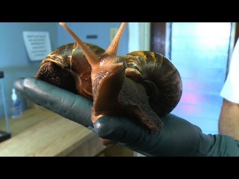 snails - They're every gardener's nightmare: giant snails the size of a man's hand that eat up everything in sight, leaving only a slimy trail. South Florida is battl...