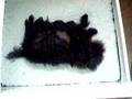 Affenpinscher