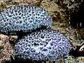 3-Mushroom-Video