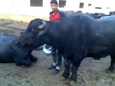 farm bull