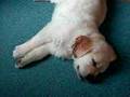 Golden Retriever video