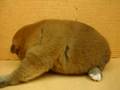 07/1-公母幼犬號-日新犬舍