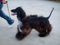 Jive Tango y Agneta entrenando