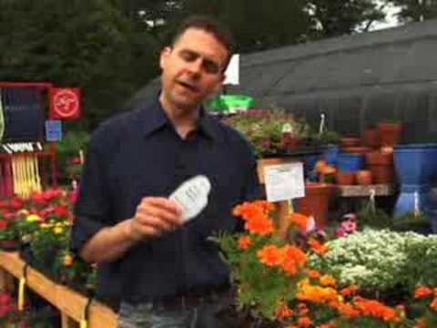 Annual Plants - In this segment I give a tour of some of your favorite annuals.