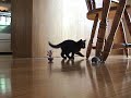 Kitten afraid of remote control mouse 2! Kitten afraid of remote control mouse 2!