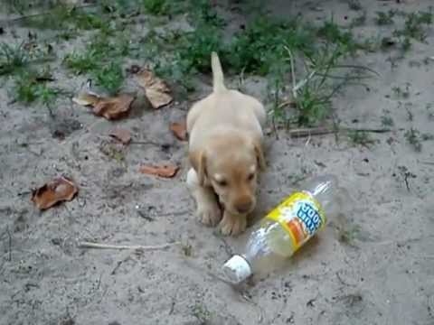 how to care one month labrador puppy