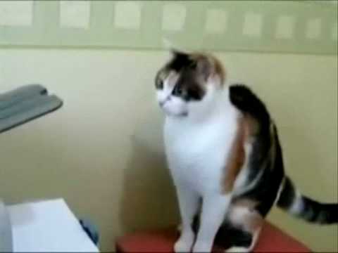 Watch 'Printer scares cat; cat fights back'