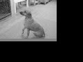 Ngazi the Rhodesian Ridgeback Ngazi the Rhodesian Ridgeback