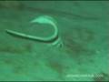 Aquanauts Diving Adventures