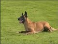 Schutzhundseminar in England