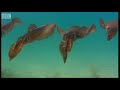 Collection: Ocean Fun