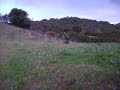 cinghiale dell'8 dicembre