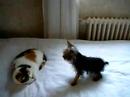 Chat, chien
