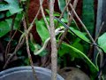 Rough Green Snake Eating