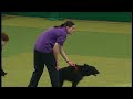 Flyball - Crufts 2007 Final