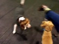 Walter & Friends - 12/11/09 Central Bark Doggy Day Care Oswego, IL