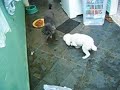 cachorro cego !!