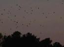 Stars Over Chincoteague