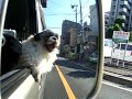 ?????shih-tzu