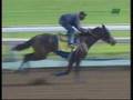 Thoroughbred racing