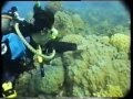 Scuba Diving Great Barrier Reef Australia by Neil Parris