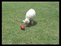 NZ Lamb, U2, Playing Rugby