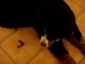 Popcorn eats a bacon strip