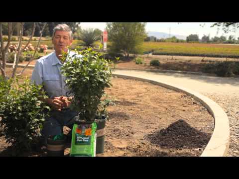 how to replant rose of sharon